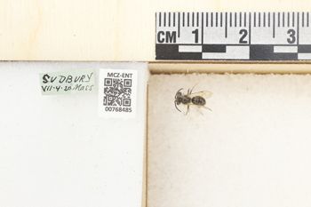 Media type: image;   Entomology 768485 Aspect: Labels